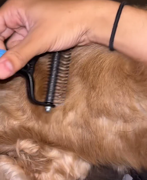 Customer grooming dog with double-sided grooming comb