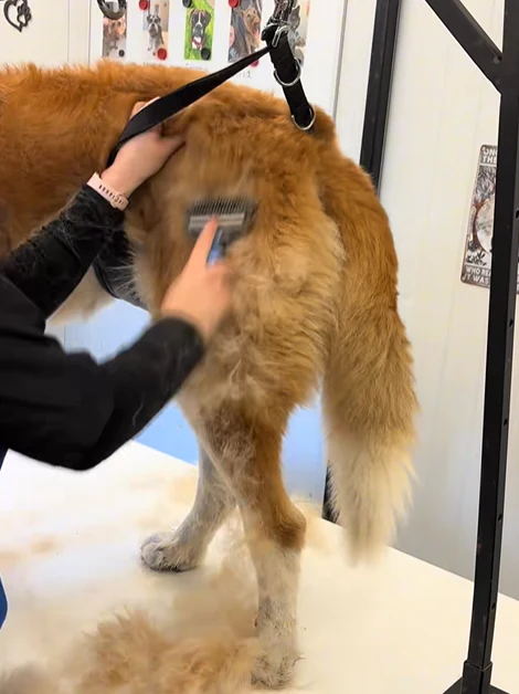 Happy groomed dog after brushing